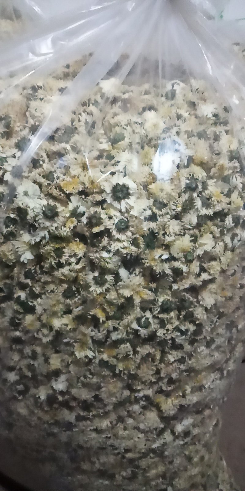 烘干贡菊