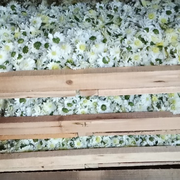 烘干贡菊