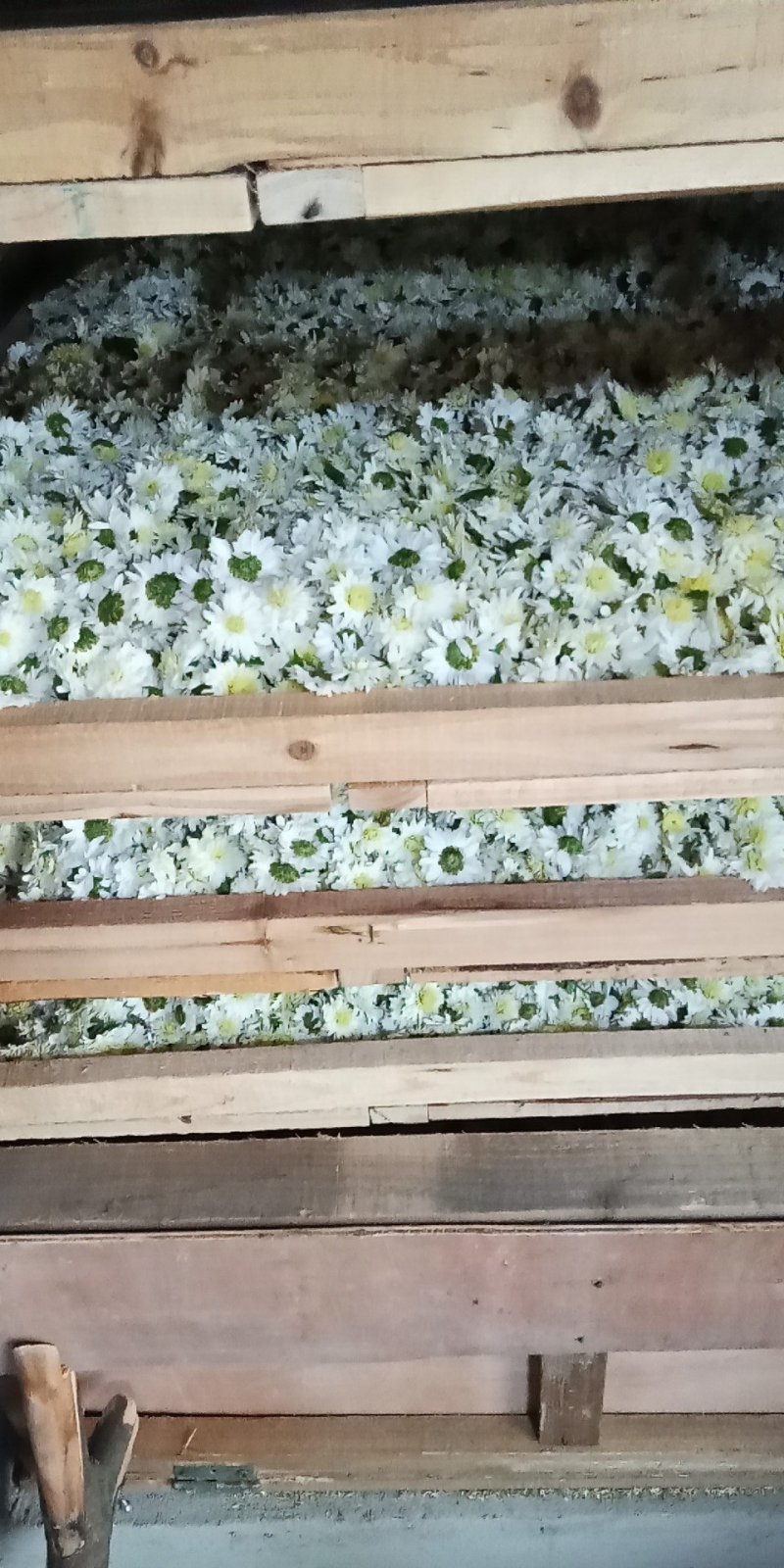 烘干贡菊