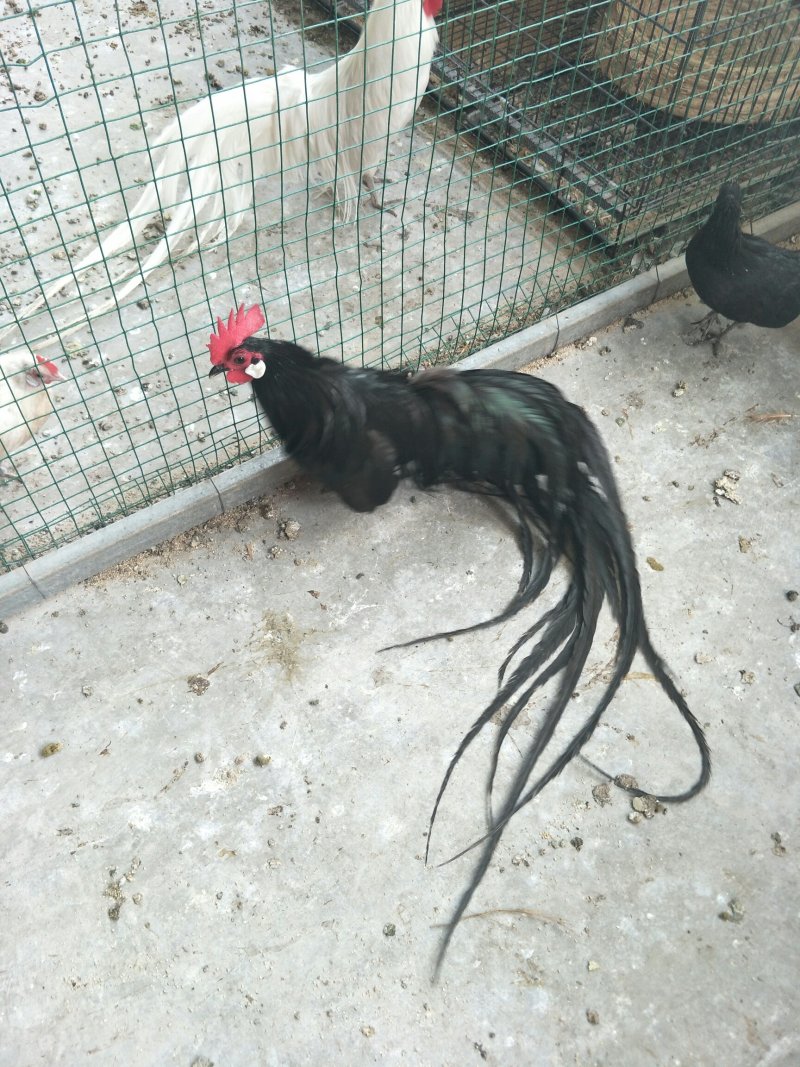 黑长尾鸡成年长尾鸡长尾种鸡鸡苗青年鸡成年鸡