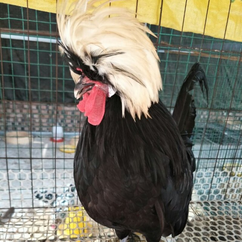 帽子鸡白头帽子鸡波兰帽子鸡各种纯色帽子鸡