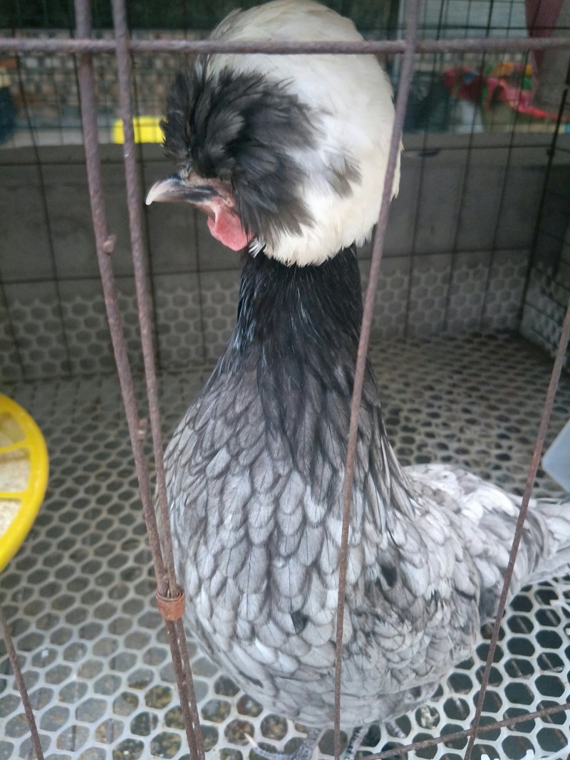 帽子鸡白头帽子鸡波兰帽子鸡各种纯色帽子鸡
