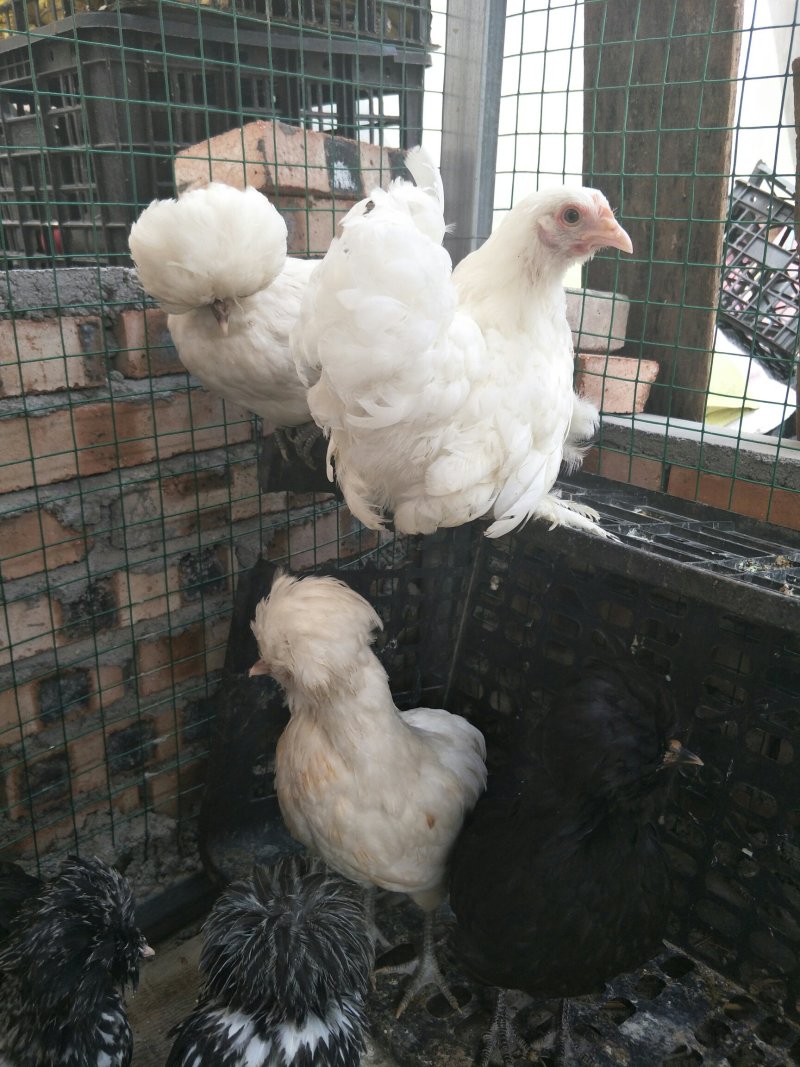 帽子鸡白头帽子鸡波兰帽子鸡各种纯色帽子鸡