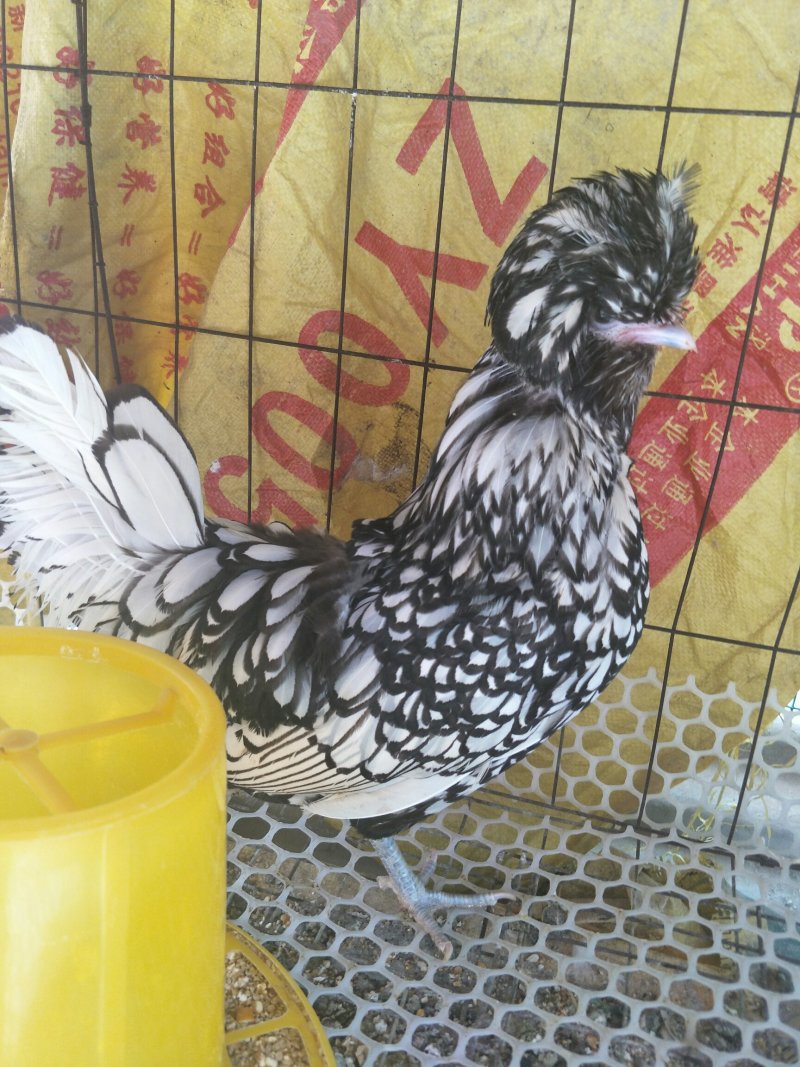 帽子鸡白头帽子鸡波兰帽子鸡各种纯色帽子鸡
