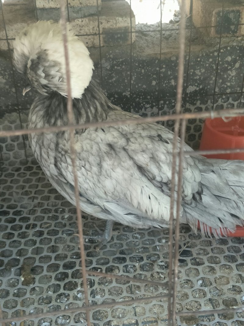 帽子鸡白头帽子鸡波兰帽子鸡各种纯色帽子鸡