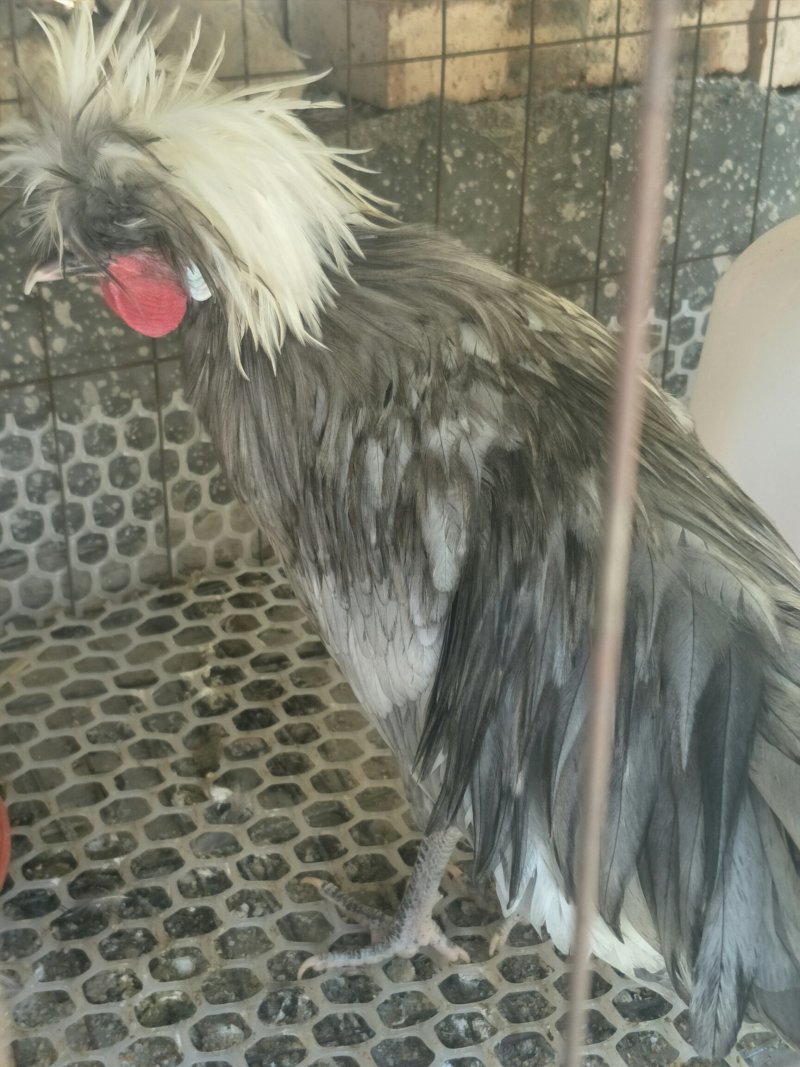 帽子鸡白头帽子鸡波兰帽子鸡各种纯色帽子鸡