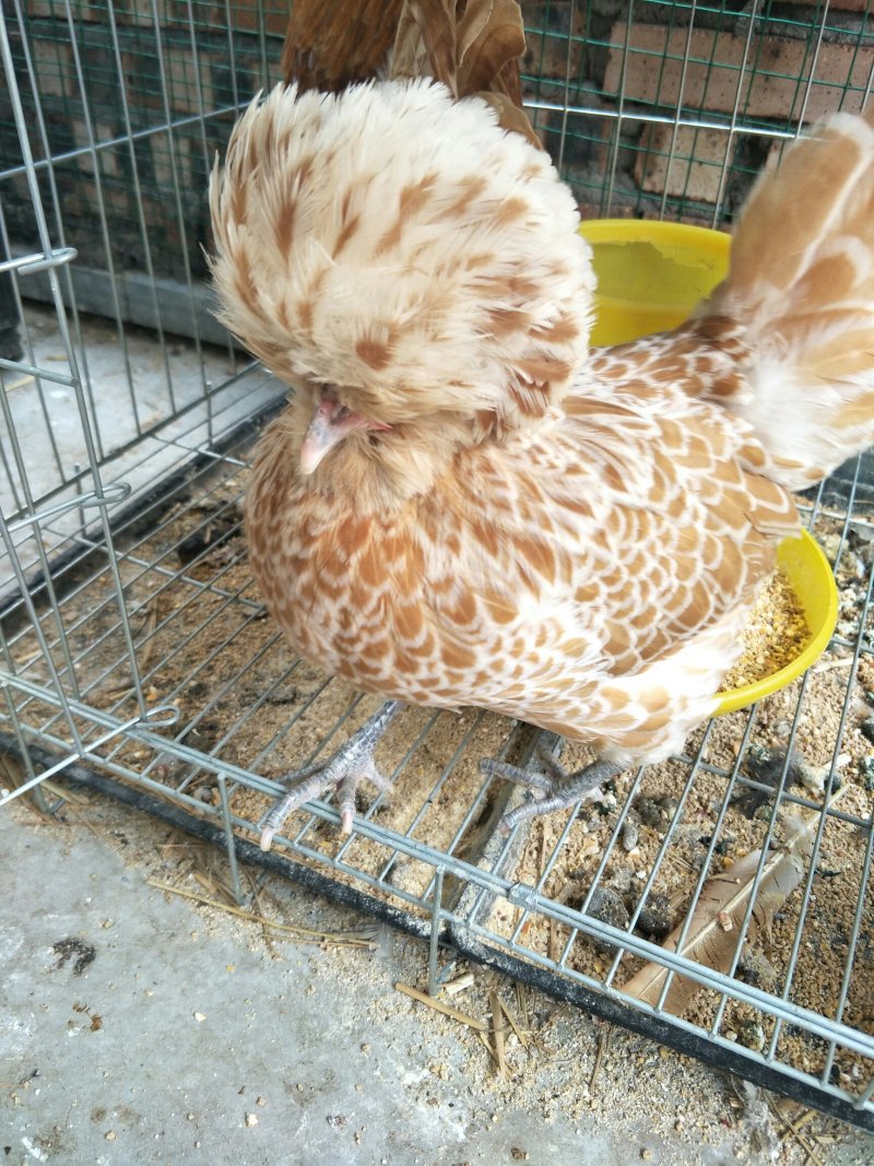 帽子鸡白头帽子鸡波兰帽子鸡各种纯色帽子鸡