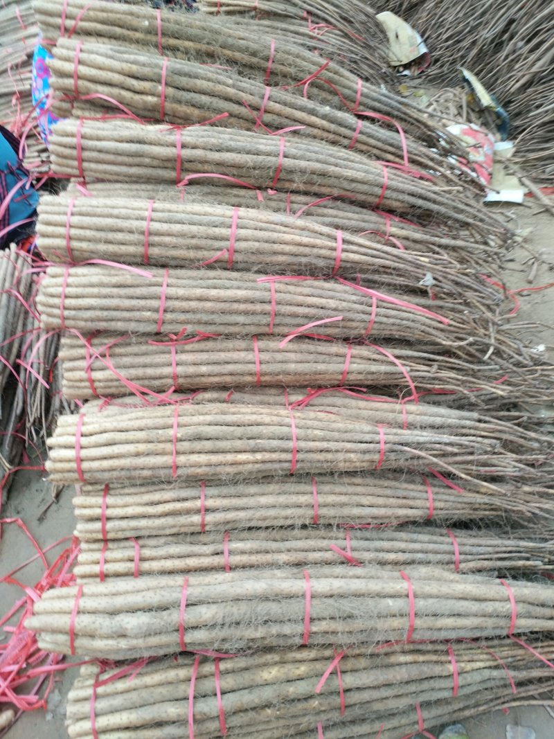 山药，白玉西施铁棍货源充足，质量有保证。全国发货。