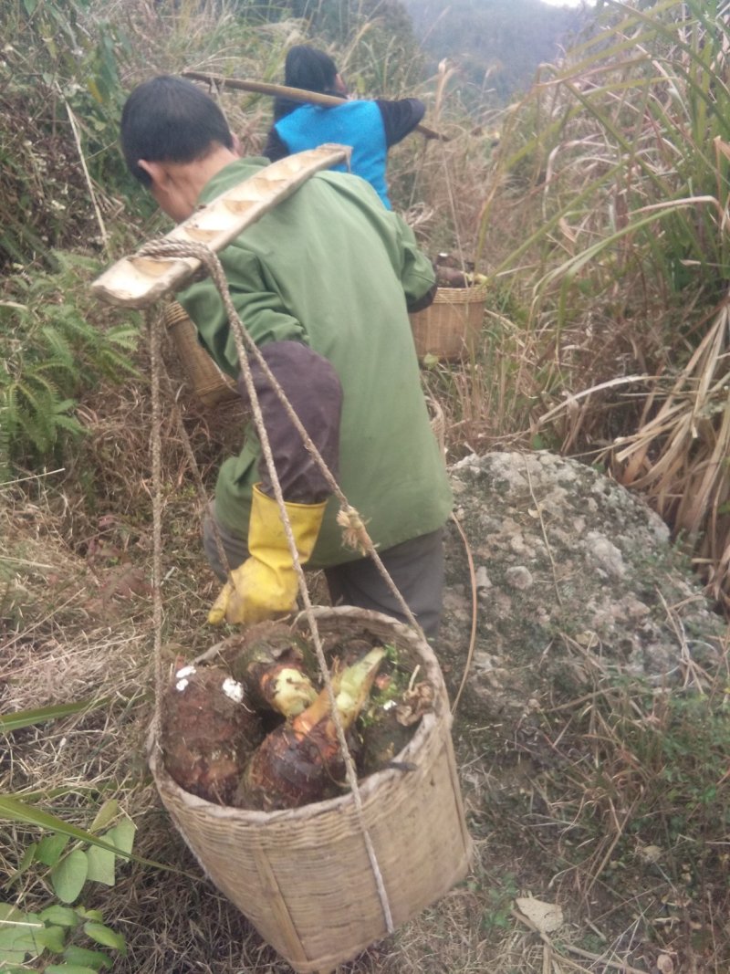 粉芋头荔浦芋头，粉粉，，，自产自销，质量，顾客质上，