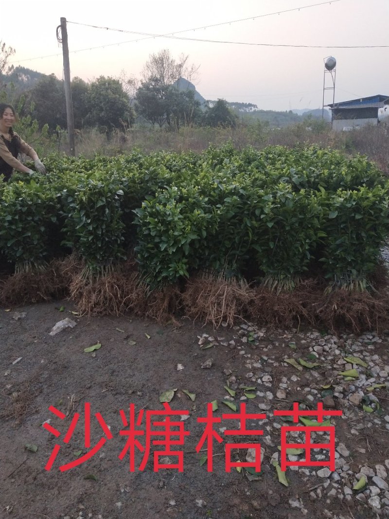 包邮沙糖桔苗嫁接苗十月桔口感好脆、甜、无渣