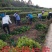 包邮沙糖桔苗嫁接苗十月桔口感好脆、甜、无渣