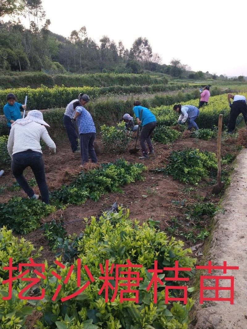 包邮沙糖桔苗嫁接苗十月桔口感好脆、甜、无渣