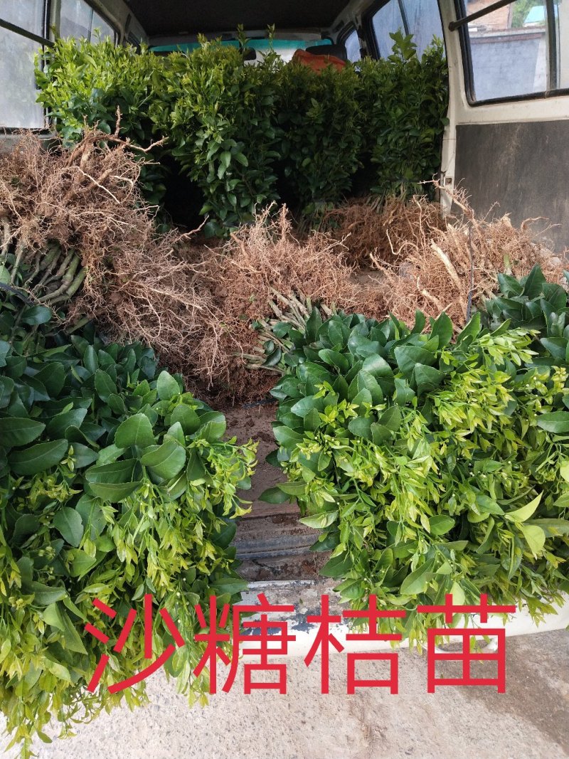 包邮沙糖桔苗嫁接苗十月桔口感好脆、甜、无渣