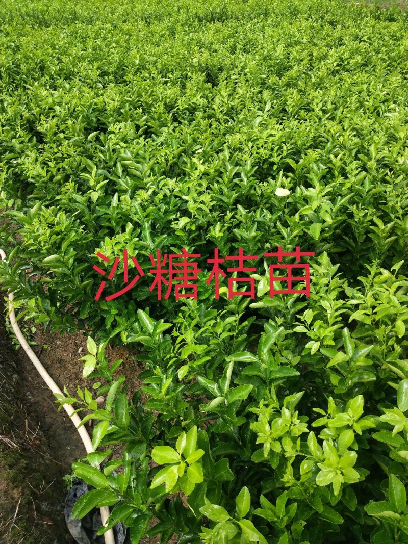 包邮沙糖桔苗嫁接苗十月桔口感好脆、甜、无渣