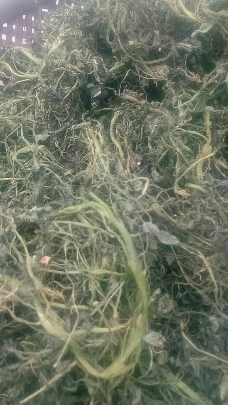 中药豆瓣菜/西洋菜干有需要的客户可以定制