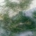 中药豆瓣菜/西洋菜干有需要的客户可以定制