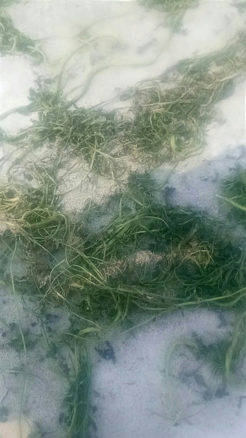 中药豆瓣菜/西洋菜干有需要的客户可以定制