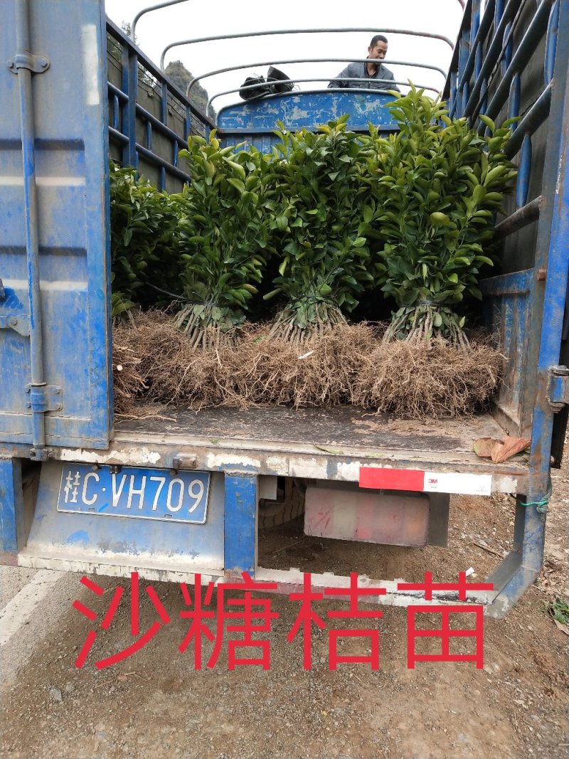包邮沙糖桔苗嫁接苗十月桔口感好脆、甜、无渣