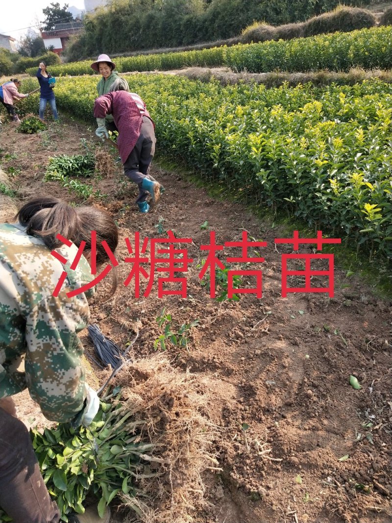 包邮沙糖桔苗嫁接苗十月桔口感好脆、甜、无渣