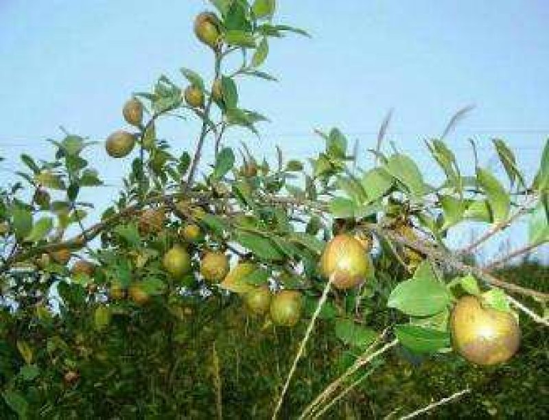 油茶苗30-80公分高苗子健壮根系好两年嫁接苗