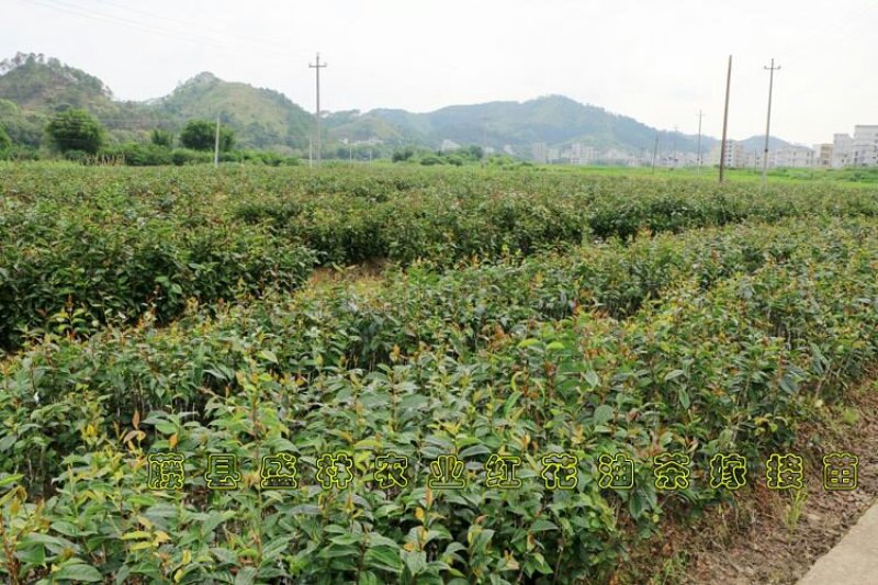 油茶苗30-80公分高苗子健壮根系好两年嫁接苗
