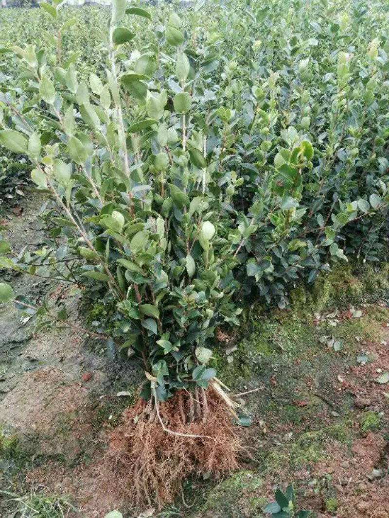油茶苗30-80公分高苗子健壮根系好两年嫁接苗