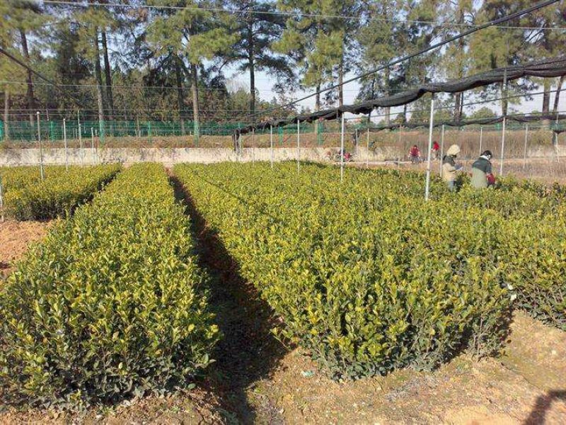 油茶苗30-80公分高苗子健壮根系好两年嫁接苗