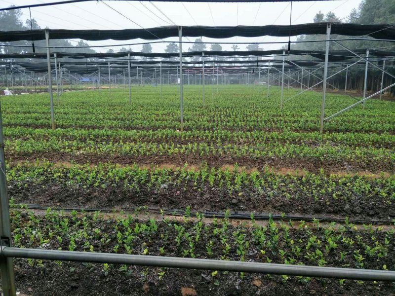 油茶苗30-80公分高苗子健壮根系好两年嫁接苗