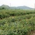 油茶苗30-80公分高苗子健壮根系好两年嫁接苗