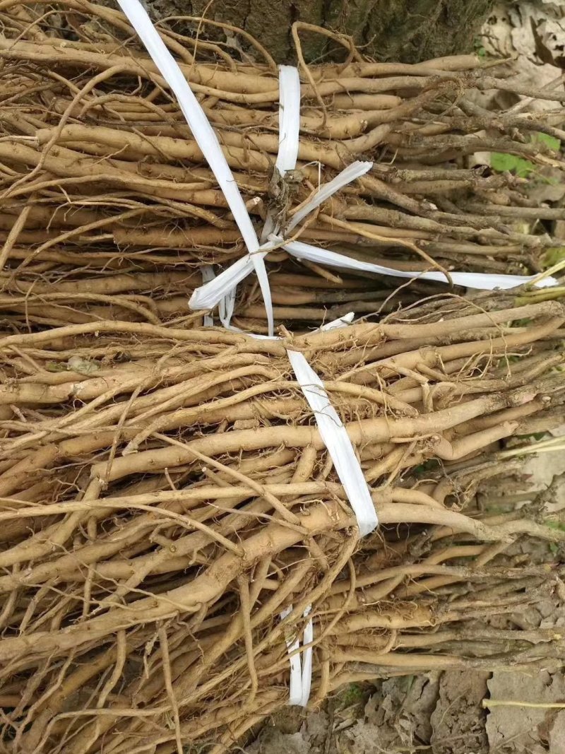 油用牡丹苗，嫁接苗牡丹苗子，一年，二年，三四年五年苗子，