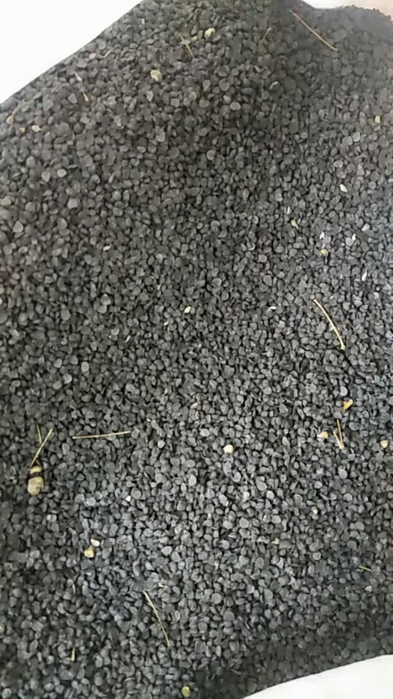 韭菜种子