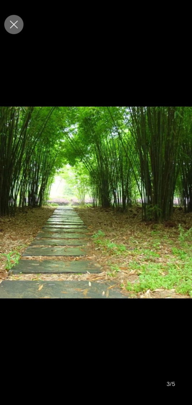 竹子竹苗