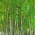 竹子竹苗