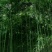 竹子竹苗