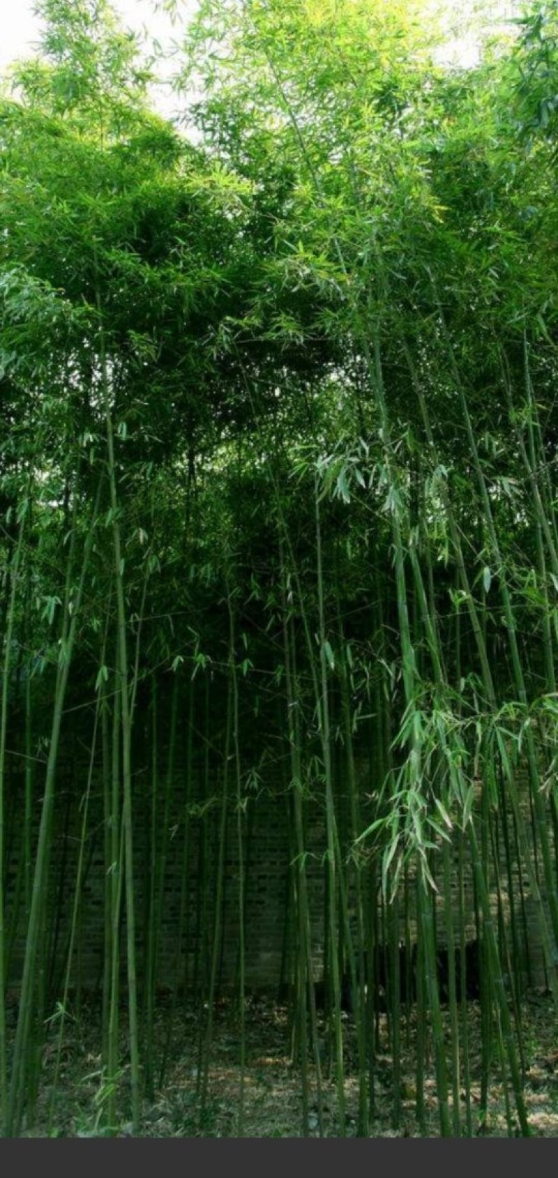 竹子竹苗