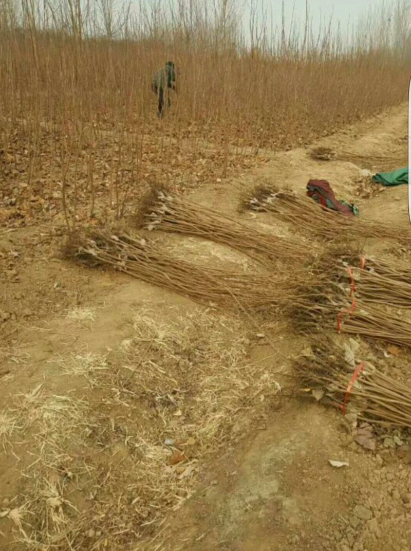 柿子树苗！规格齐全！量大供应！裸根土球均可