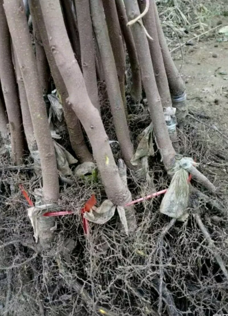 柿子树苗！规格齐全！量大供应！裸根土球均可