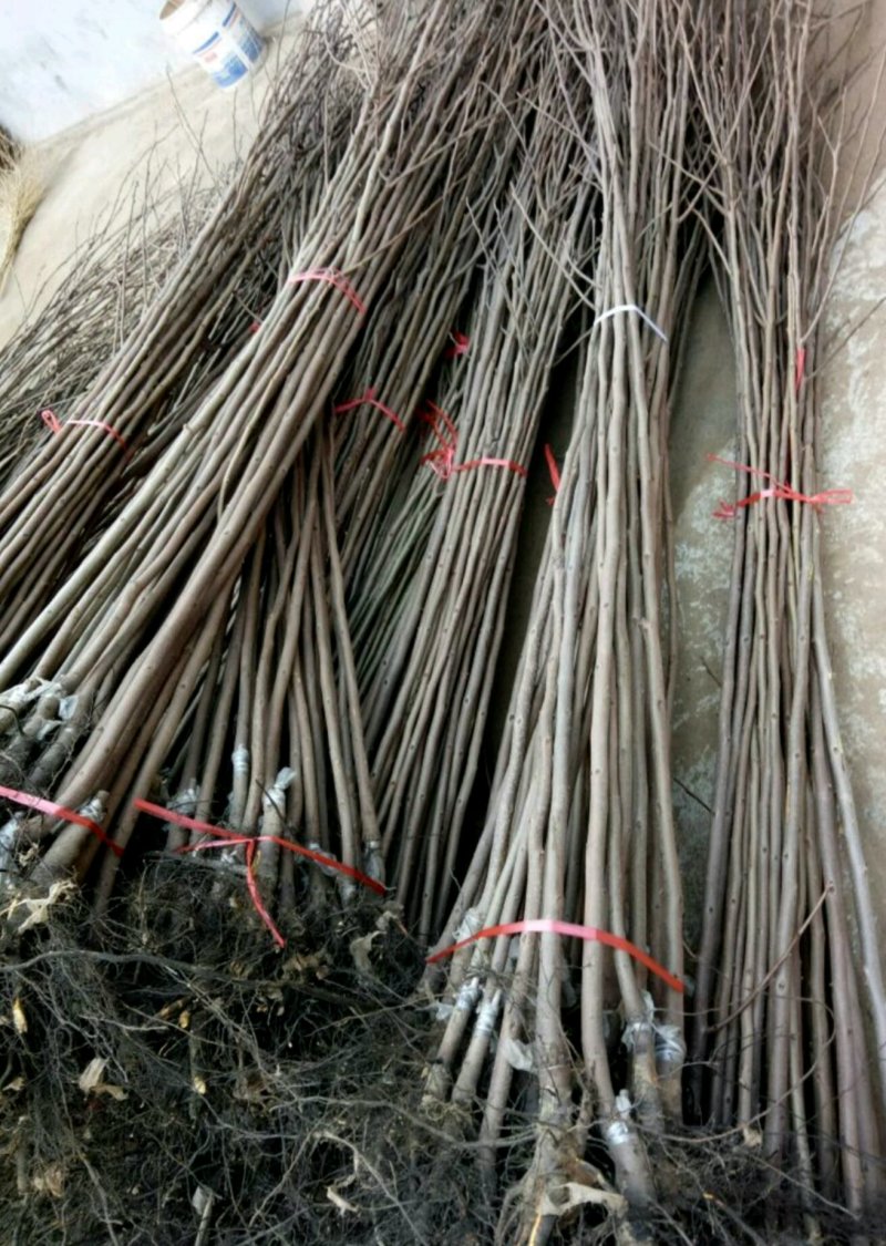 柿子树苗！规格齐全！量大供应！裸根土球均可