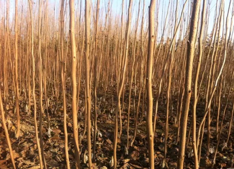 柿子树苗！规格齐全！量大供应！裸根土球均可