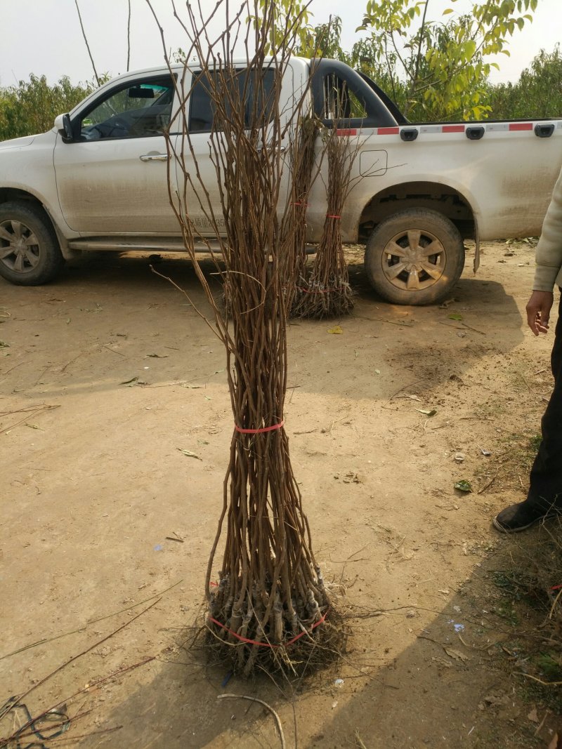 柿子树苗！规格齐全！量大供应！裸根土球均可