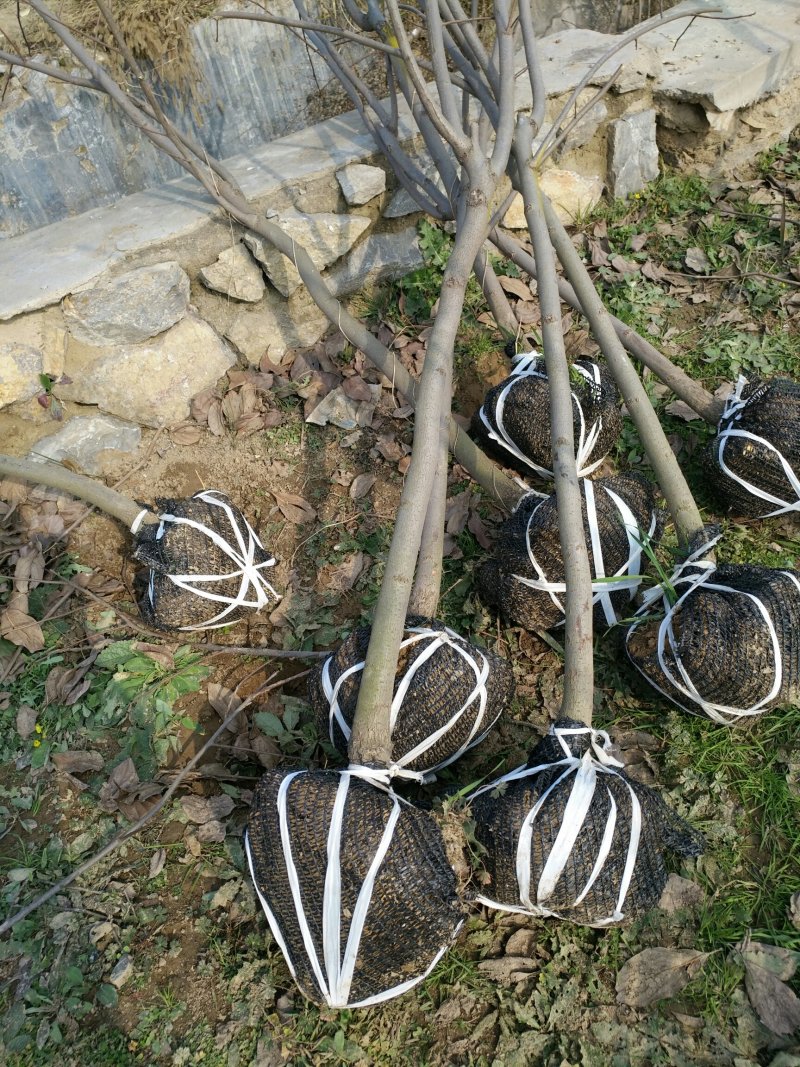 柿子树苗！规格齐全！量大供应！裸根土球均可
