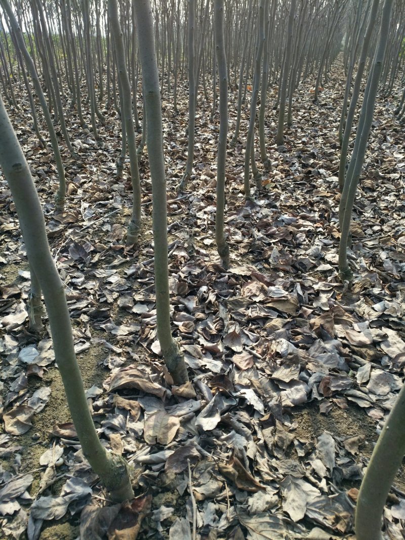 柿子树苗！规格齐全！量大供应！裸根土球均可
