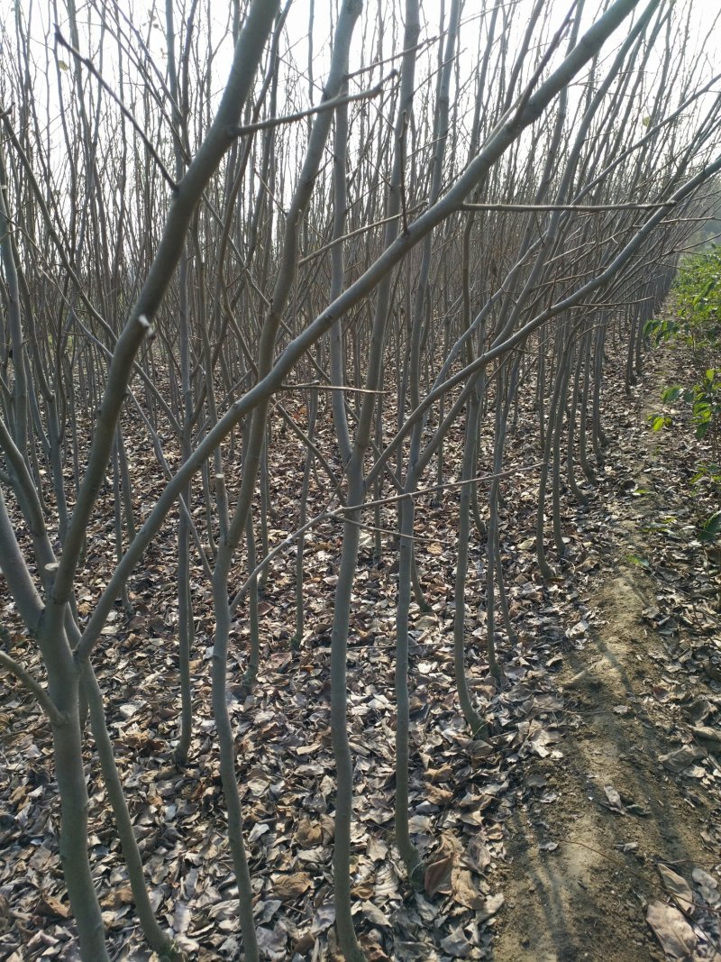 柿子树苗！规格齐全！量大供应！裸根土球均可