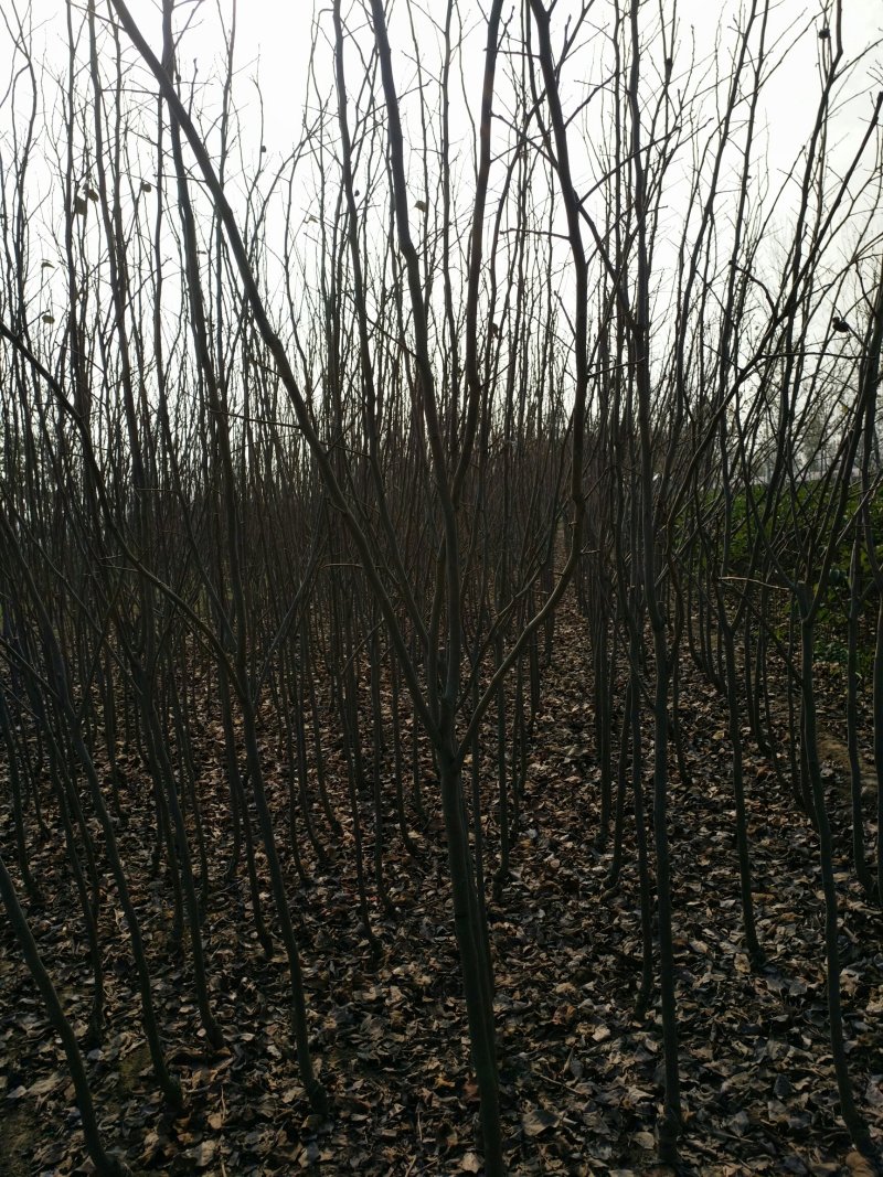 柿子树苗！规格齐全！量大供应！裸根土球均可
