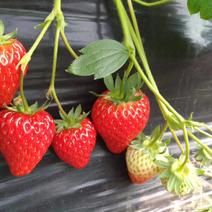 发扬农业潼双牌高口感，无农残有机草莓