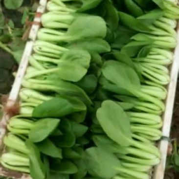 常年供应精品上海青，小油菜保质保量，对接电商，，商超，
