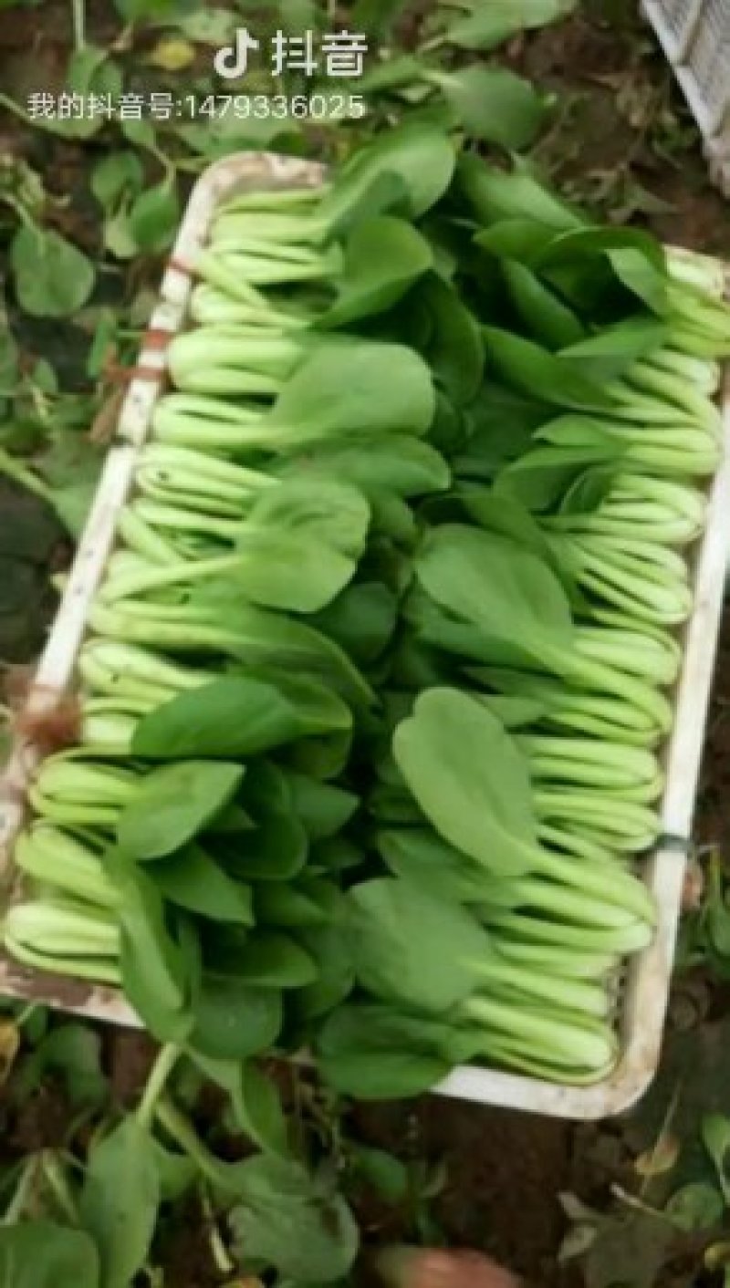 常年供应精品上海青，小油菜保质保量，对接电商，，商超，