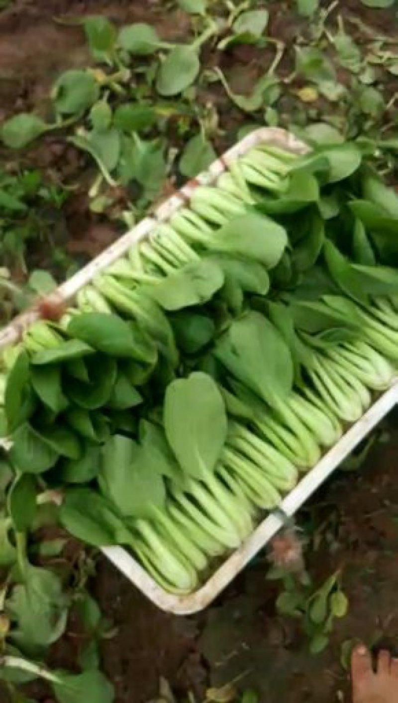 常年供应精品上海青，小油菜保质保量，对接电商，，商超，