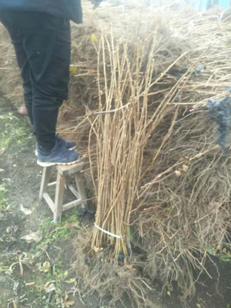 黑加仑苗多年生苗黑加仑黑加仑二年苗黑加仑大果