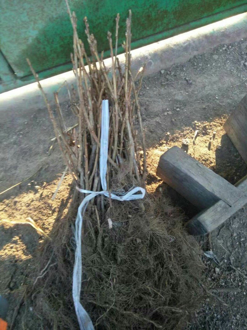 黑加仑苗多年生苗黑加仑黑加仑二年苗黑加仑大果
